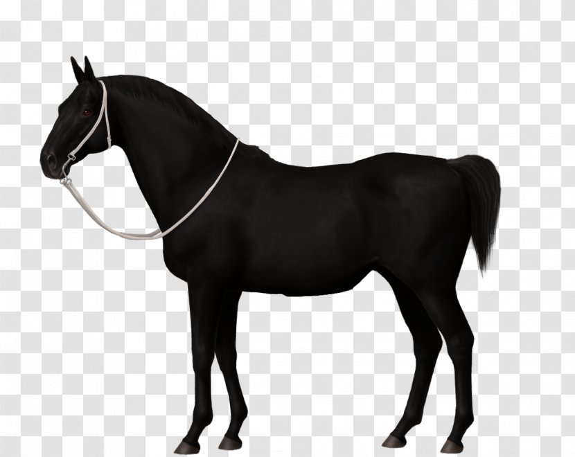 Noriker Mane Stallion Colt Black - Animal Transparent PNG