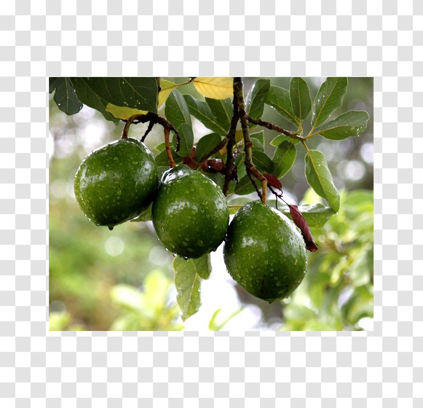 Fruit Tree Hass Avocado Tropical - Lime Transparent PNG