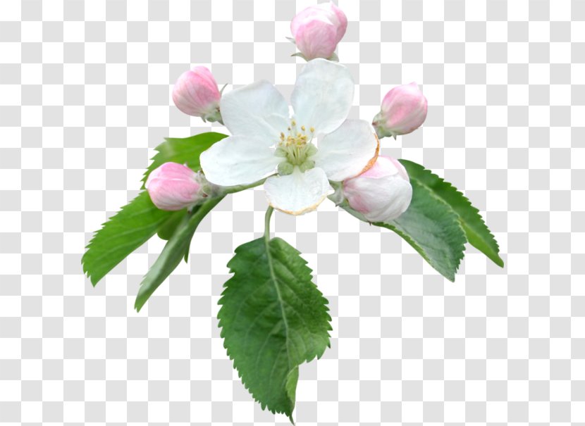 Flower Apples Bokmärke Blume Clip Art - Botany - Choix Des Plus Belles Fleurs Transparent PNG