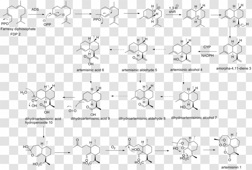 Artemisinin Biosynthesis Sweet Wormwood Chemical Synthesis Sesquiterpene - Area Transparent PNG