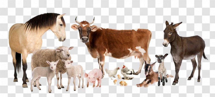 Cattle Sheep Horse Farm Livestock - Animal Transparent PNG