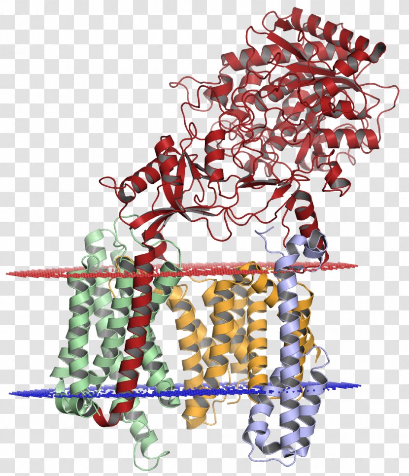 Gamma Secretase Amyloid Precursor Protein Alpha Alzheimer's Disease Transparent PNG