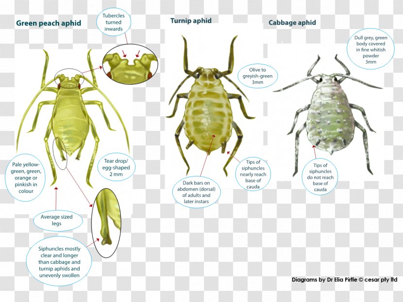 Insect Myzus Persicae Russian Wheat Aphid Pest Cotton Bollworm - Herbicide Resistance - Coarse Cereals Transparent PNG