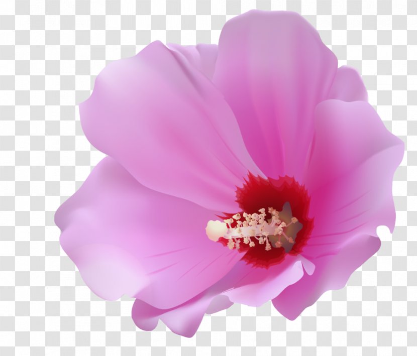 Flower Petal Clip Art - Plant - Pink Transparent PNG