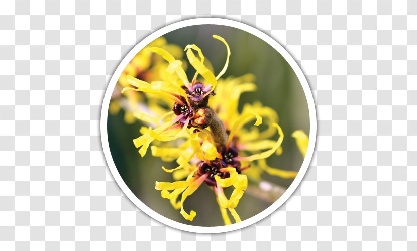 American Witch-hazel Witch Hazel Skin Plant - Yellow Transparent PNG