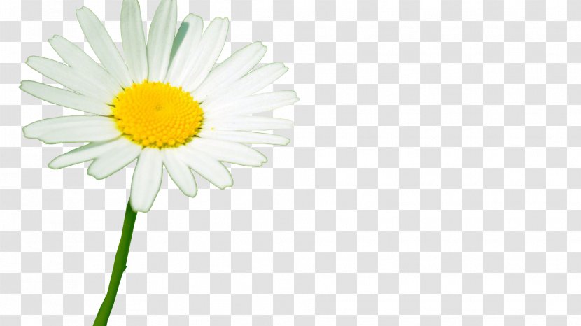 Oxeye Daisy Roman Chamomile Transvaal Cut Flowers Plant Stem - Blossoms Transparent PNG