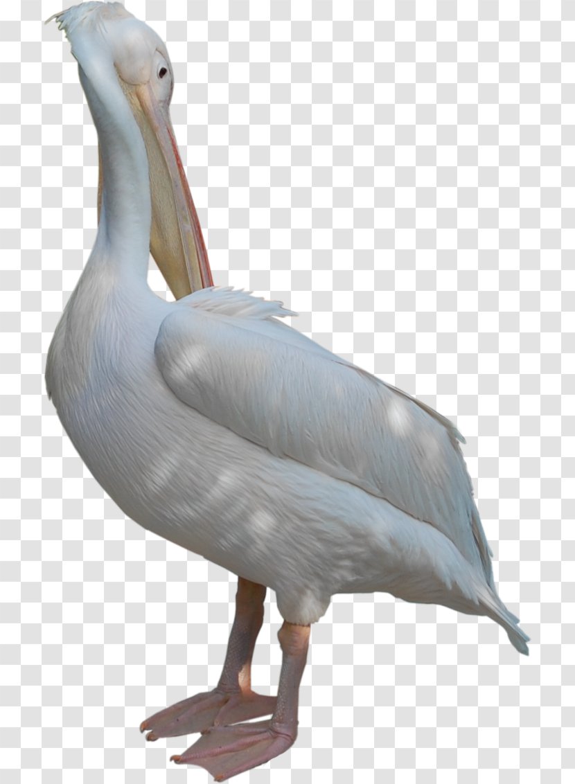 Goose Duck Pelican Beak Feather - Seabird Transparent PNG