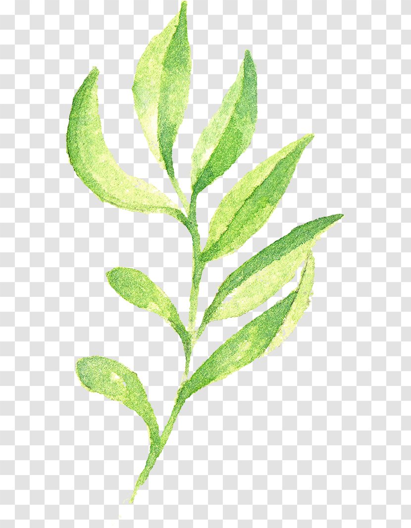 Herbalism Plant Stem Leaf - Branch Transparent PNG