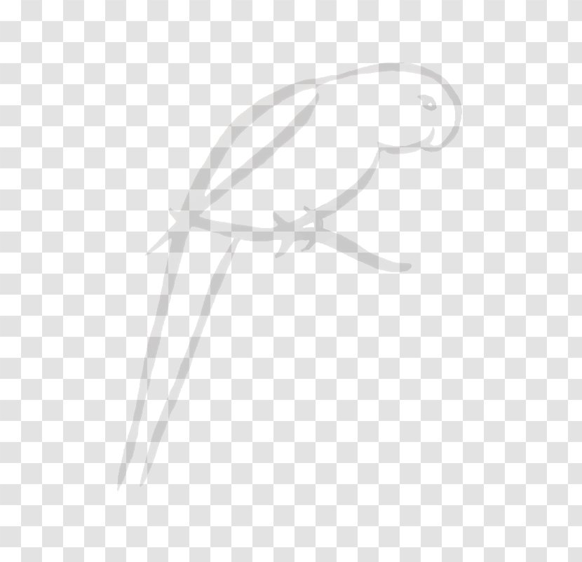 Feather Drawing White - Bird - Lories And Lorikeets Transparent PNG