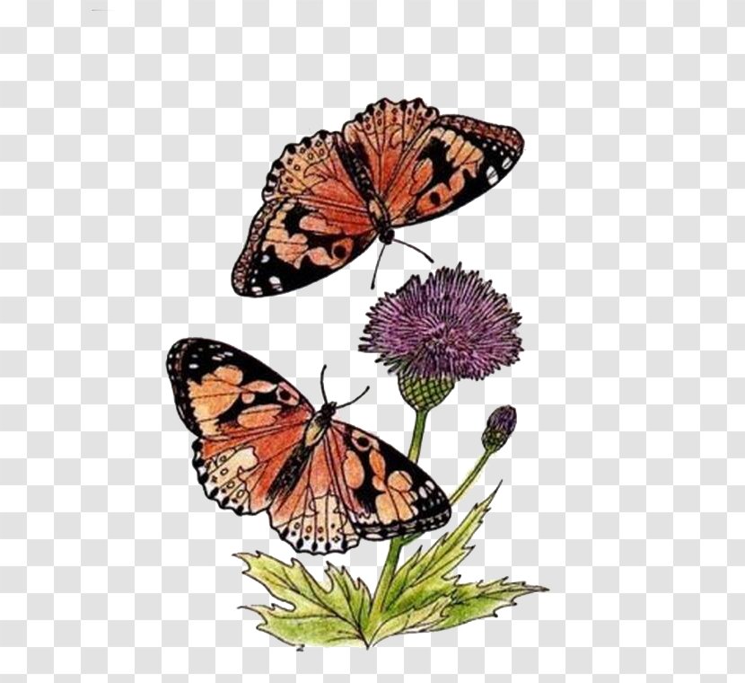 Monarch Butterfly Drawing - Insect Transparent PNG