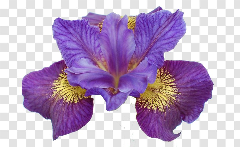 Iris Ser. Sibiricae Lacustris Flower Sibirica - Ser Transparent PNG