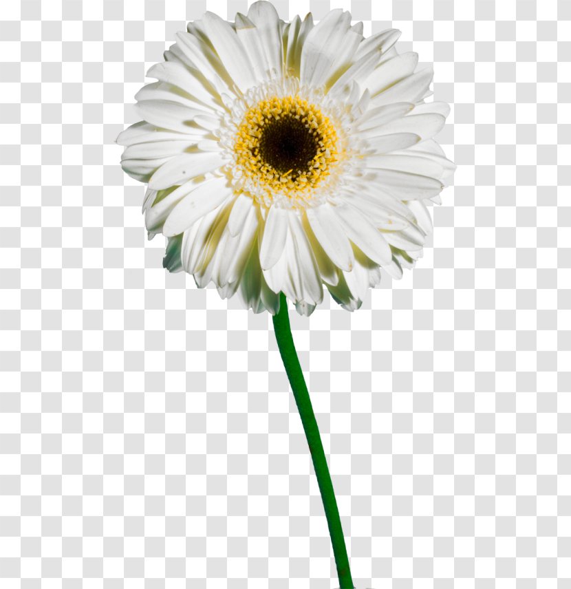 Common Daisy Oxeye Transvaal Chrysanthemum Petal Transparent PNG