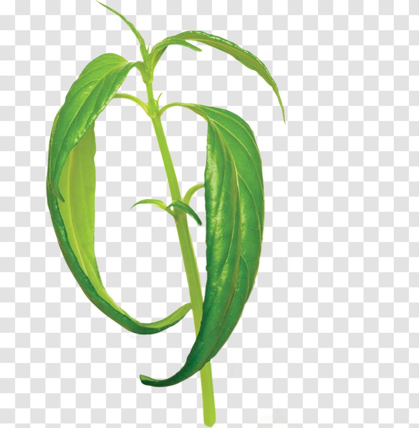 Green Chiretta Andrographolide Health Leaf Disease - Ginseng Flower Transparent PNG