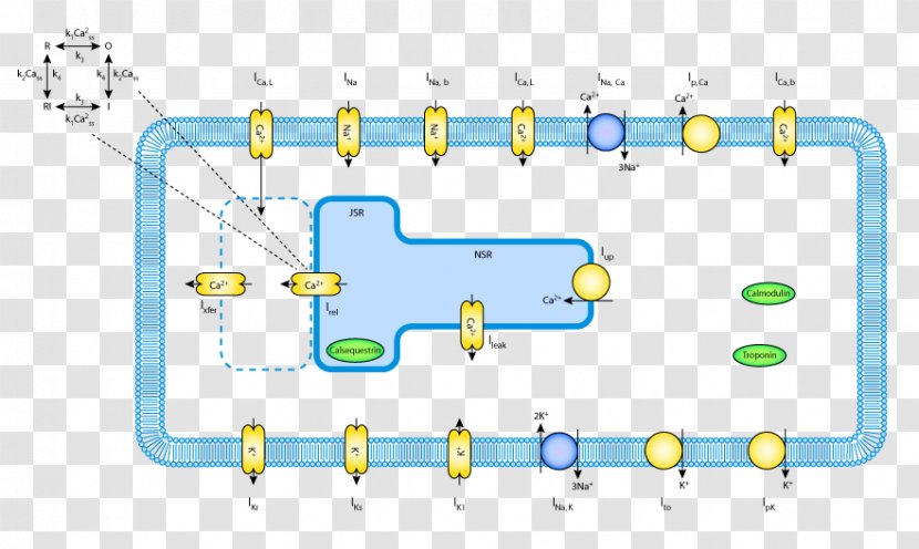 Product Design Organism Diagram - Calcium - Model Movement Transparent PNG