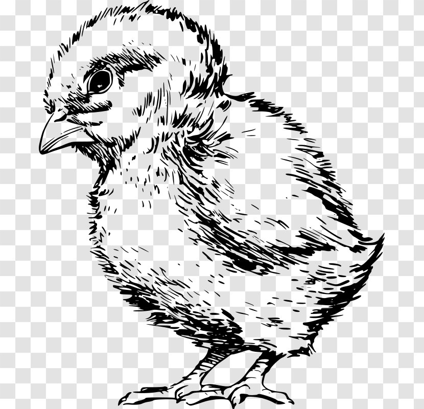 Chicken Kifaranga Infant Poultry Hen - Wildlife Transparent PNG