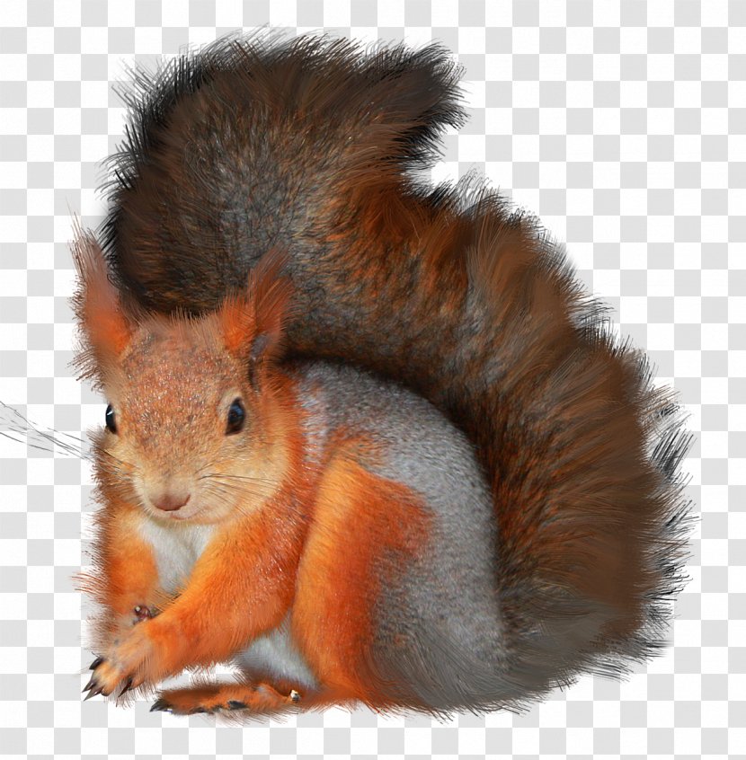 Tree Squirrels Photography Clip Art - Animal - Pet Transparent PNG