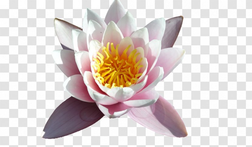 Cut Flowers Aquatic Plants - Dahlia - Waterlily Transparent PNG