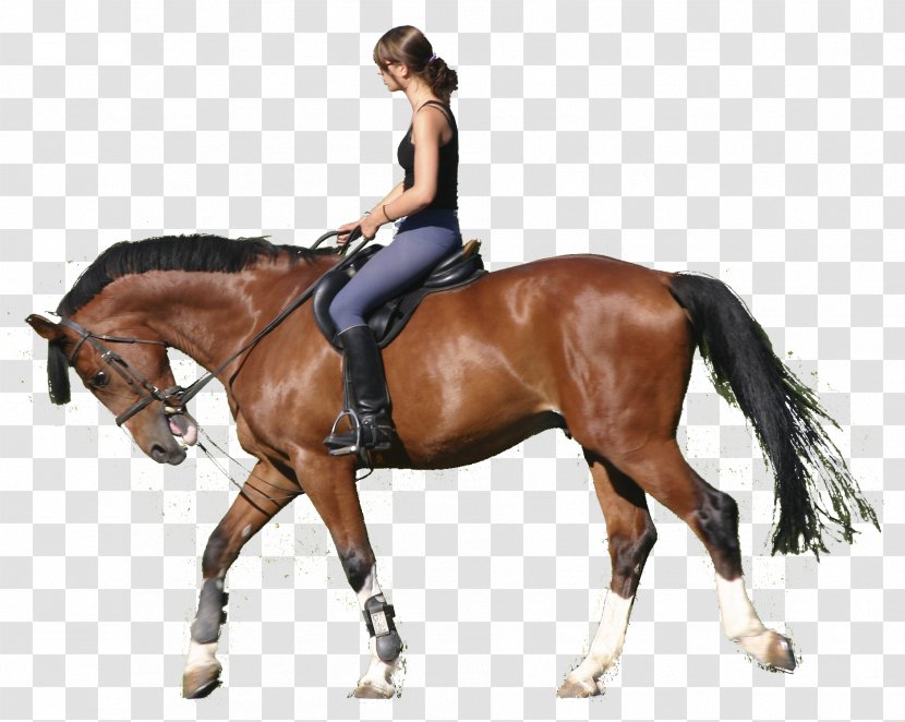 Colorado Ranger Pony Equestrian Splint Boots Stable - Horse Transparent PNG