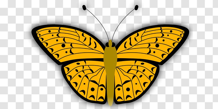Monarch Butterfly Drawing - Cartoon - Pieridae Papilio Machaon Transparent PNG
