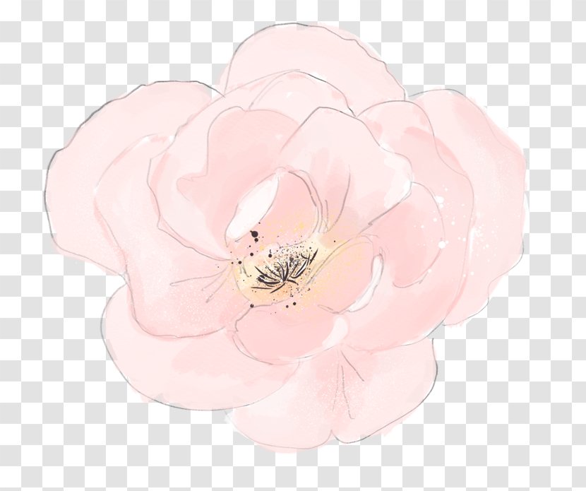 Centifolia Roses Garden Pink Petal - Flower - Lotus Transparent PNG