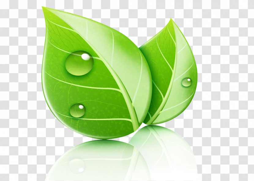 Leaf Ecology Natural Environment Illustration - Art - Floating Leaves Transparent PNG
