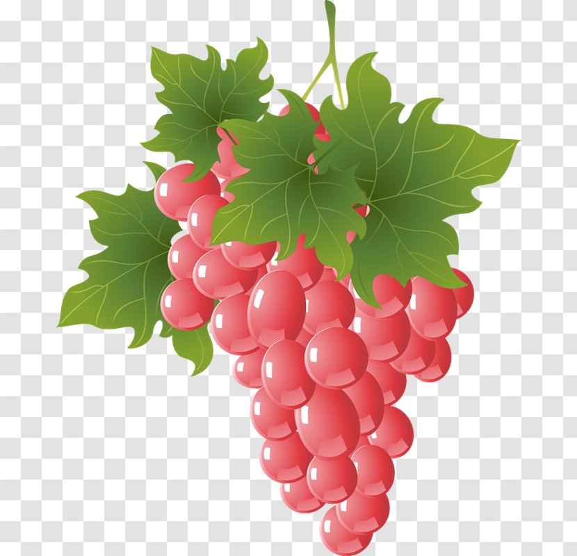 Grapevines Vector Graphics Fruit Euclidean - Plant - Psd免抠 Transparent PNG