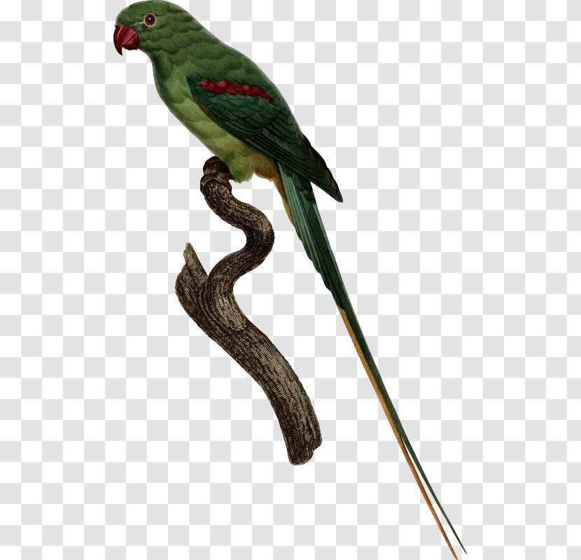 Budgerigar Parrot Macaw Yellow-collared Lovebird - Pet Transparent PNG