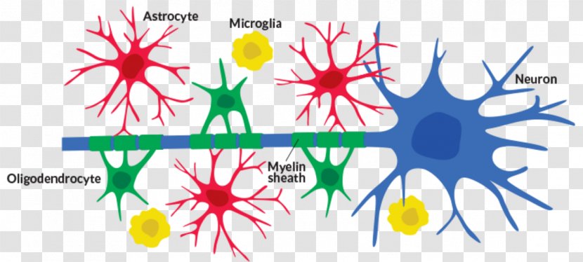 Neuroglia Neuron Cell Astrocyte Microglia - Flowering Plant - Brain Transparent PNG