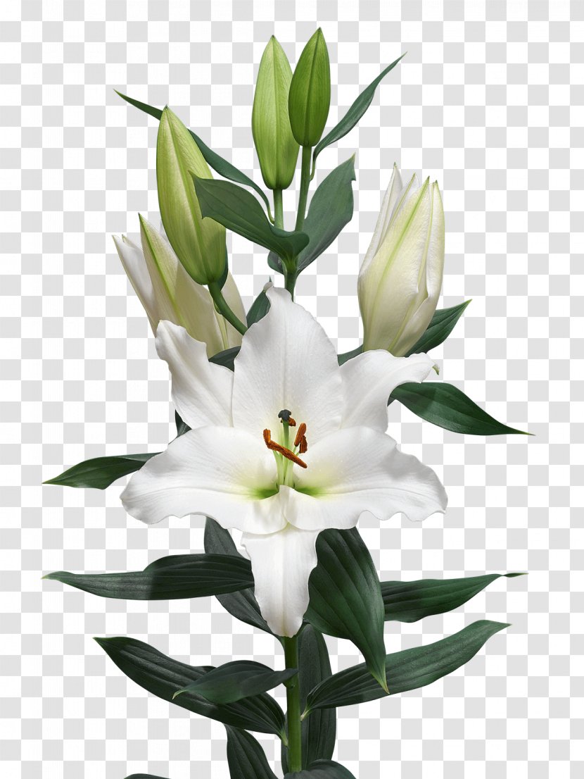 Cut Flowers Bulb Madonna Lily Royal Van Zanten - Flower Transparent PNG