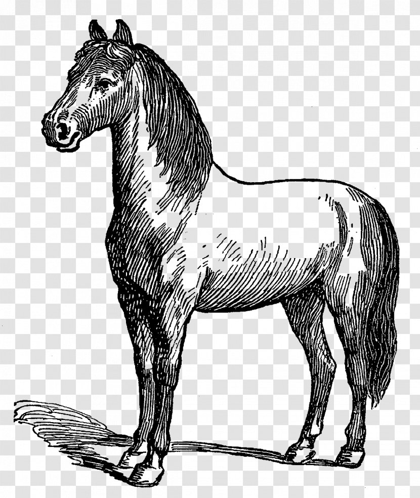 Mule Mustang Stallion Pony Foal - Vertebrate Transparent PNG