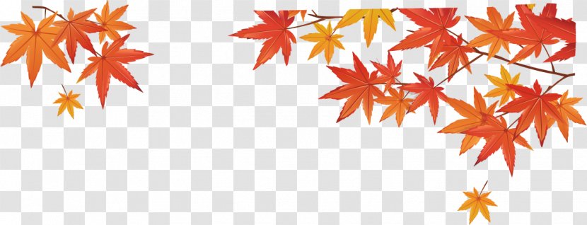 Autumn Maple Leaf Google Images - Tree - Leaves Transparent PNG
