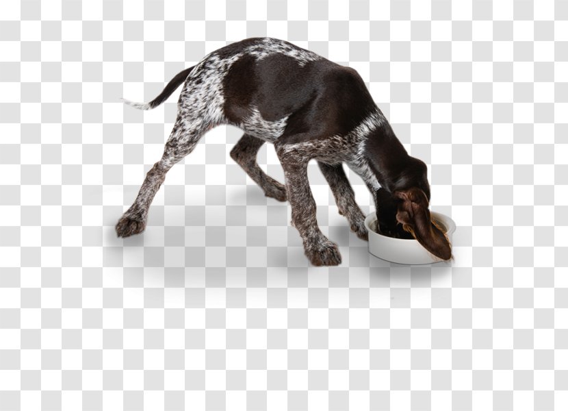 German Wirehaired Pointer Pointing Griffon Spinone Italiano Shorthaired - Dog - Puppy Transparent PNG