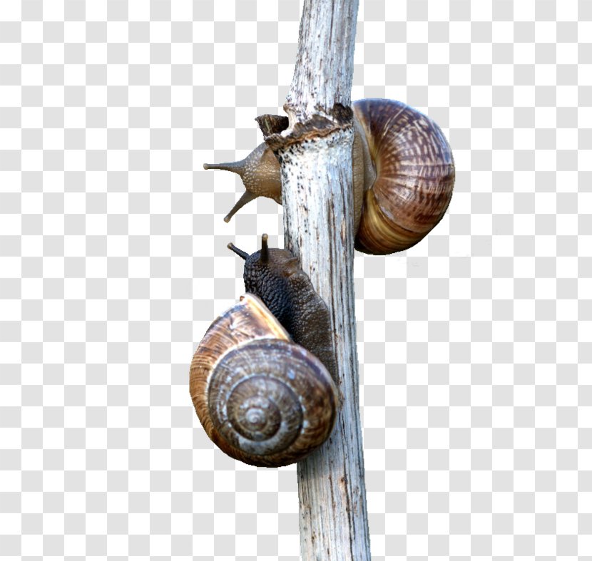 Snail Escargot Orthogastropoda - Snails And Slugs - Trunk Transparent PNG
