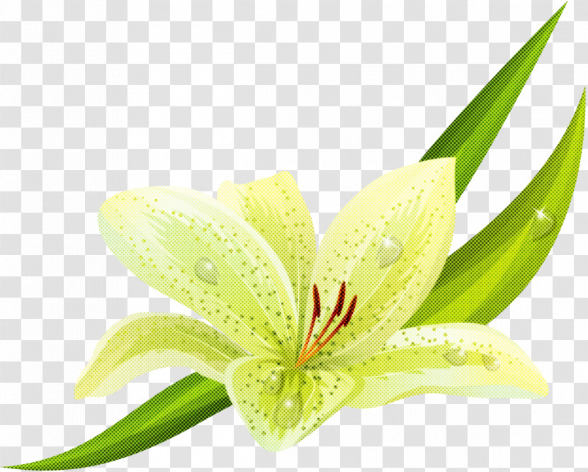 Flower Plant Amaryllis Belladonna Lily Petal Transparent PNG