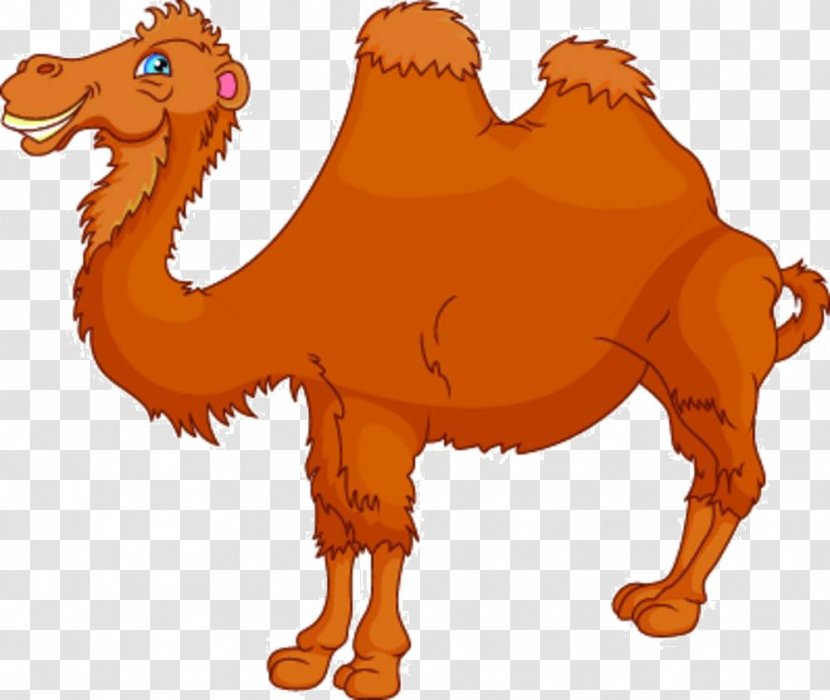 Bactrian Camel Cartoon Royalty-free Illustration - Livestock - Material Transparent PNG