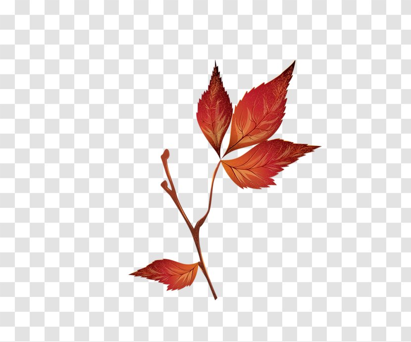 Maple Leaf Transparent PNG