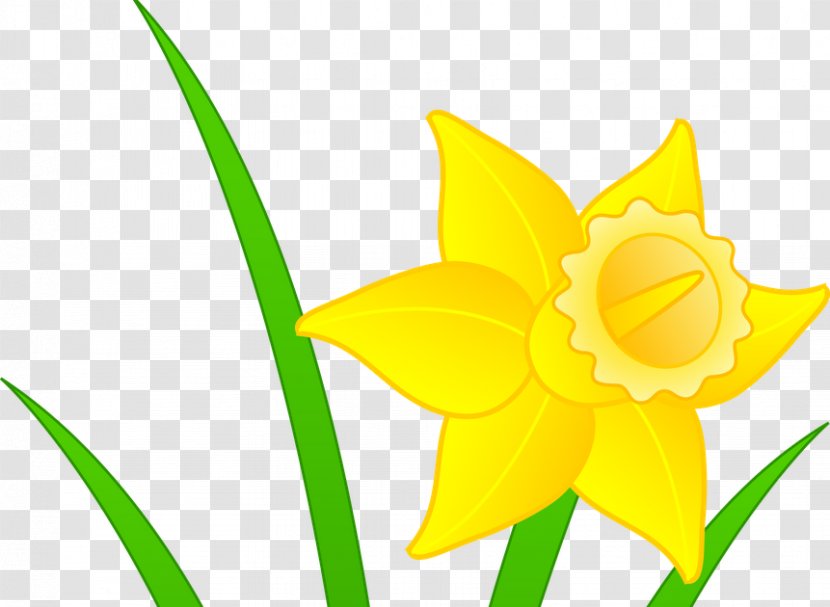 Daffodil I Wandered Lonely As A Cloud Clip Art - Narcissus Transparent PNG