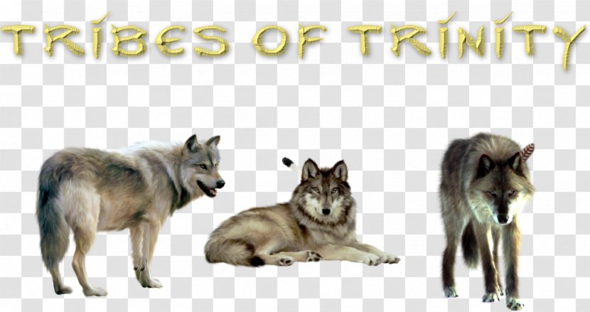 Saarloos Wolfdog Czechoslovakian France Animal Science - Mammal Transparent PNG