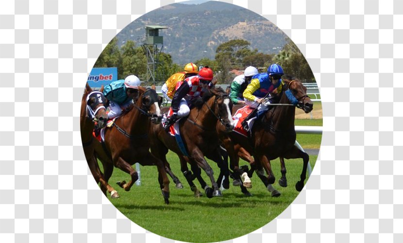 Horse Racing W.S. Cox Plate Melbourne Cup Caulfield - Pack Animal Transparent PNG