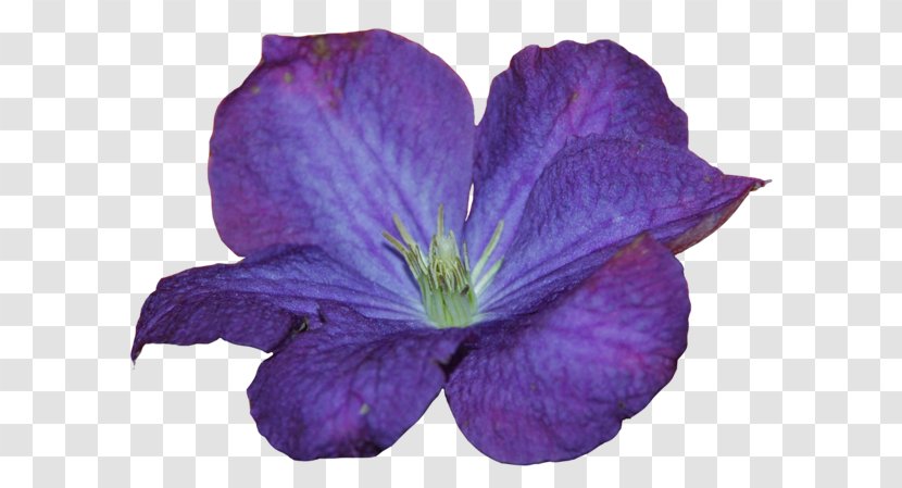 Leather Flower Crane's-bill - Violet Family Transparent PNG