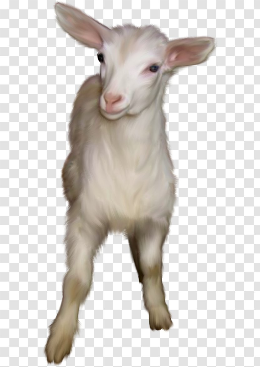 Feral Goat Snout Transparent PNG