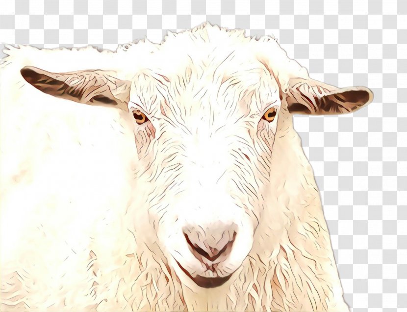 Goats Goat Sheep Cow-goat Family - Cartoon - Snout Horn Transparent PNG