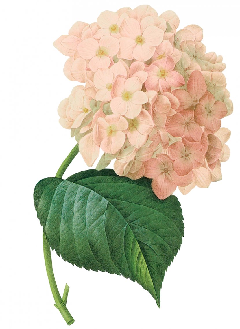 Botanical Illustration Painting Art Botany French Hydrangea - Cornales Transparent PNG