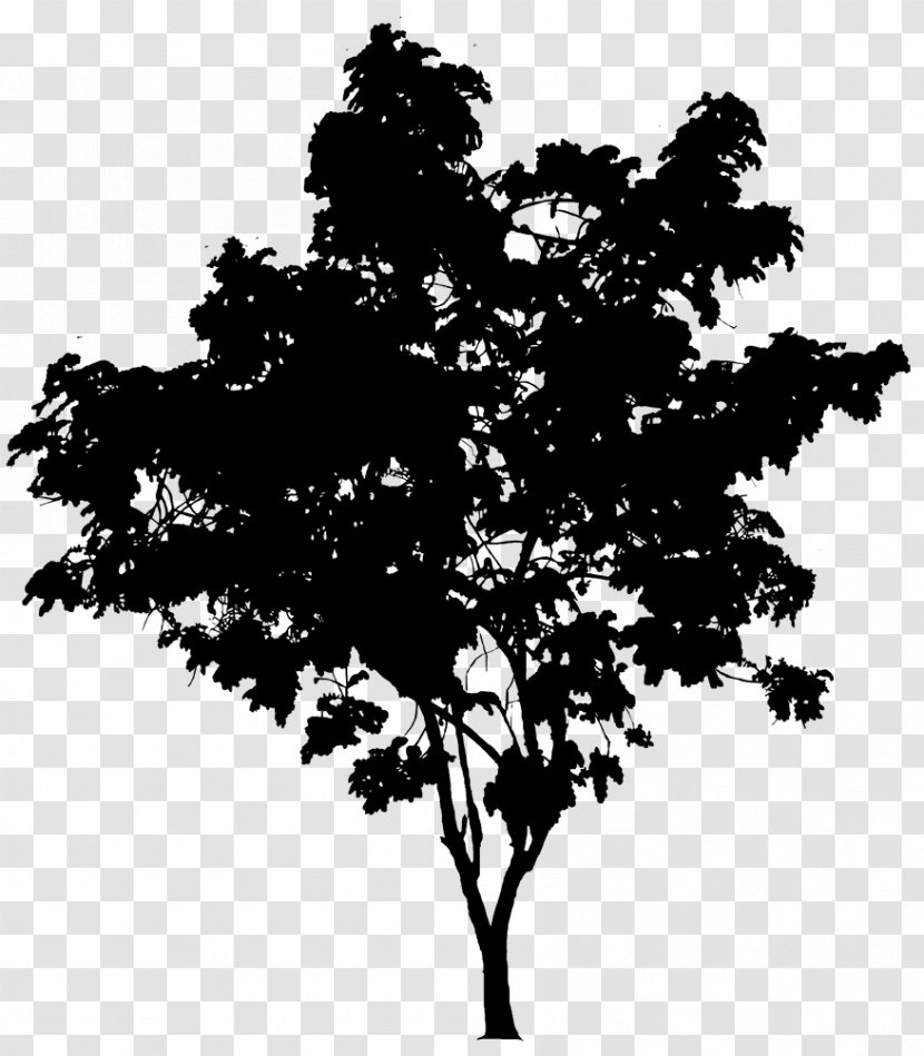 Oak Tree Drawing - Plane Blackandwhite Transparent PNG