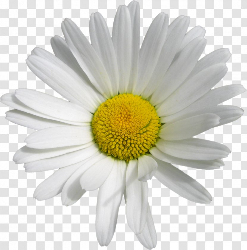 Oxeye Daisy Marguerite Chrysanthemum Transvaal Roman Chamomile Transparent PNG