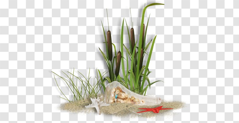 Beach Hit Single - Plant Transparent PNG