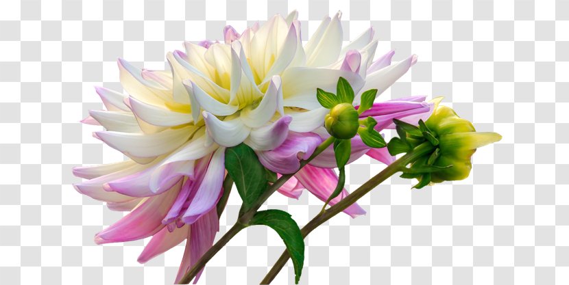 Dahlia Cut Flowers Clip Art - Flower Garden Transparent PNG