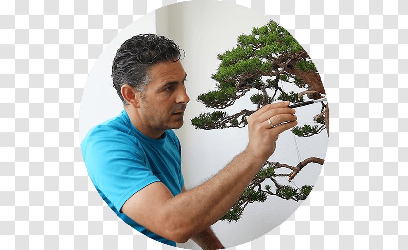 Tree Mistral Bonsai Houseplant El Salvador Transparent PNG