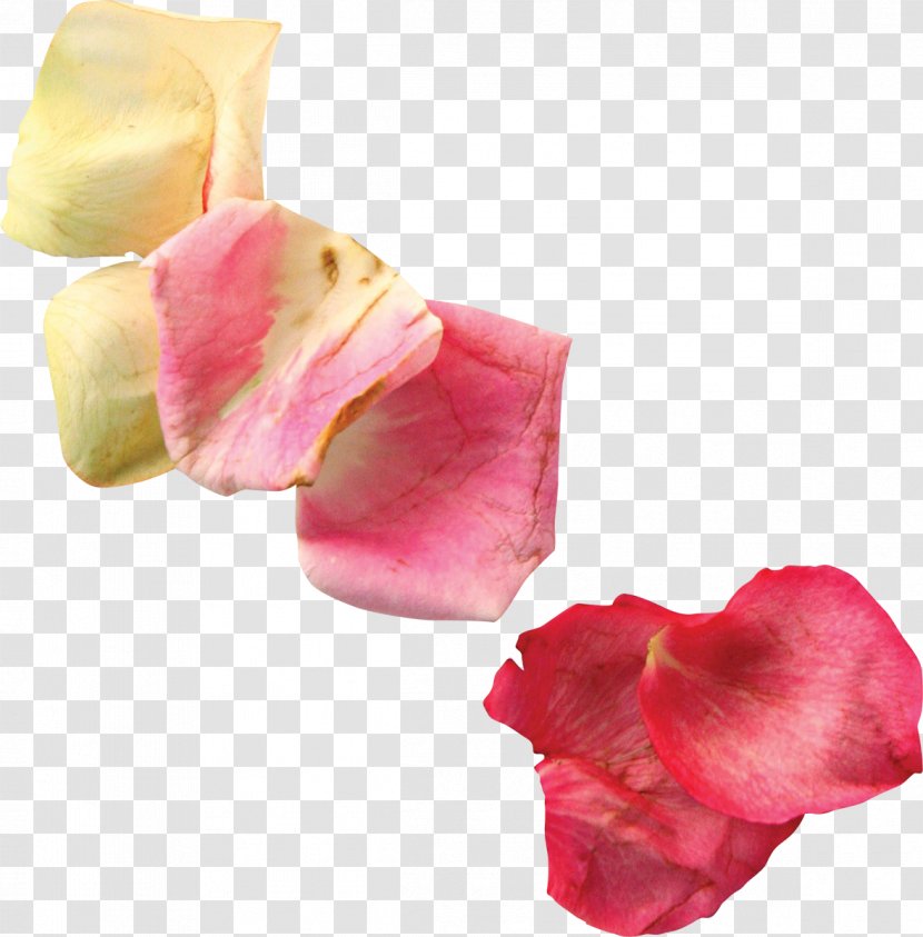 Petal Flower Clip Art - Raster Graphics - Petals Transparent PNG