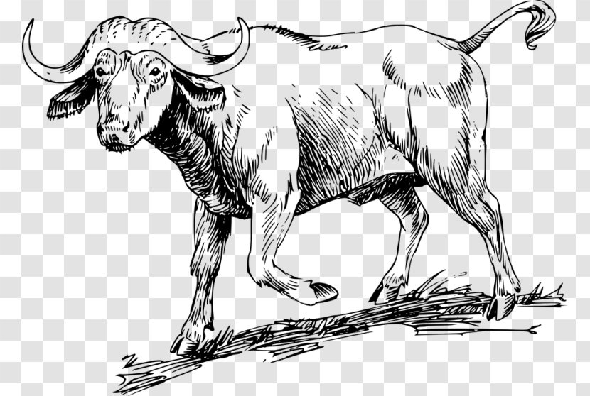 Water Buffalo Drawing African Clip Art - Bull - Horn Transparent PNG